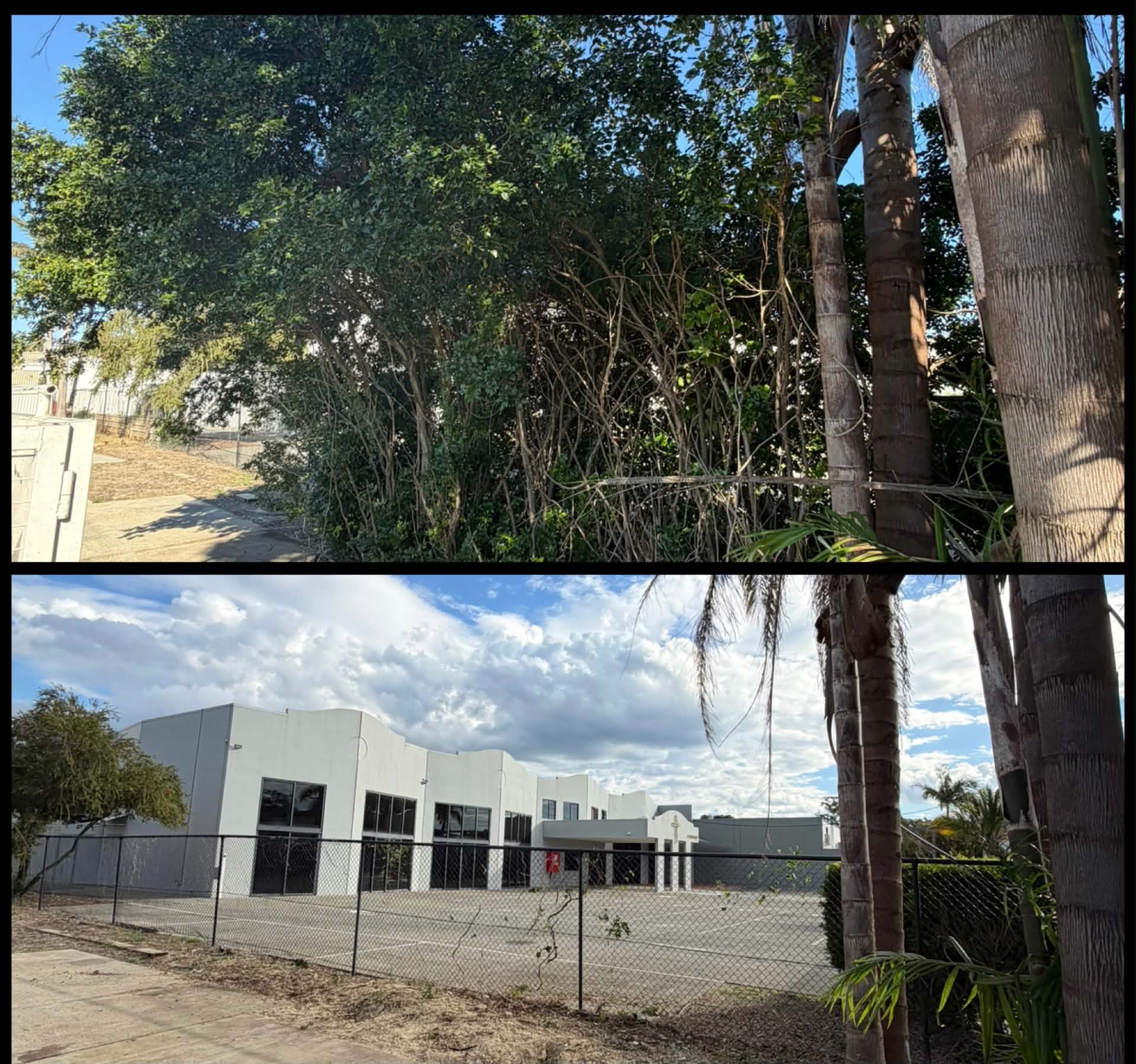 Overgrown trees and shrubs cleared back to open a fenceline